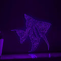 Angelfish One Line EL Wire Neon Sign - Ideal for Aquarium Lovers' Wall Decor - myneonup